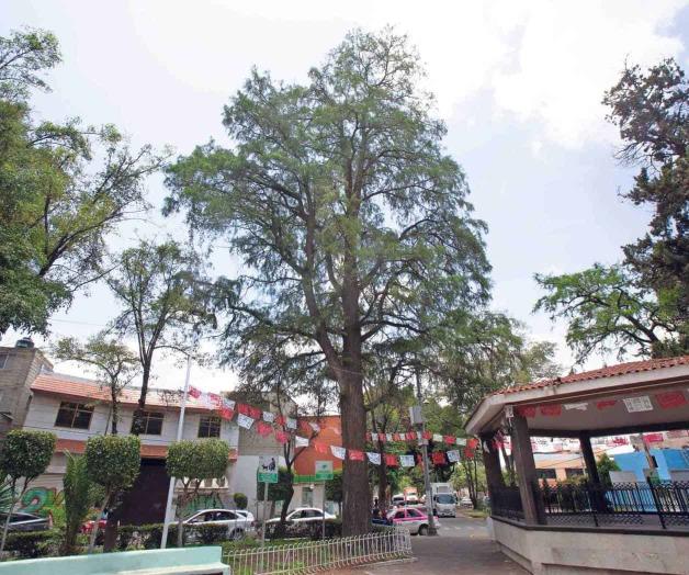 Dan protección a 12 árboles capitalinos Dan protección a 12 árboles capitalinos