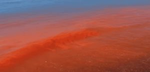 Cinvestav descarta marea roja en costa de Yucatán