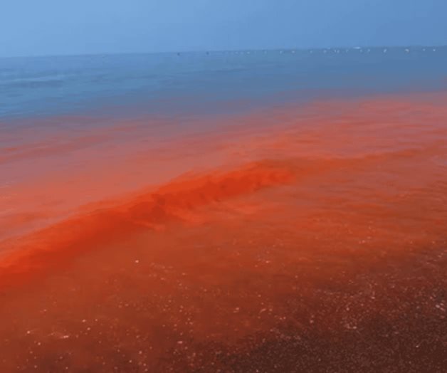 Cinvestav descarta marea roja en costa de Yucat&aacute;n