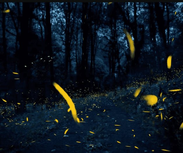 Comienza la quinta edici&oacute;n del Festival de la Luci&eacute;rnaga