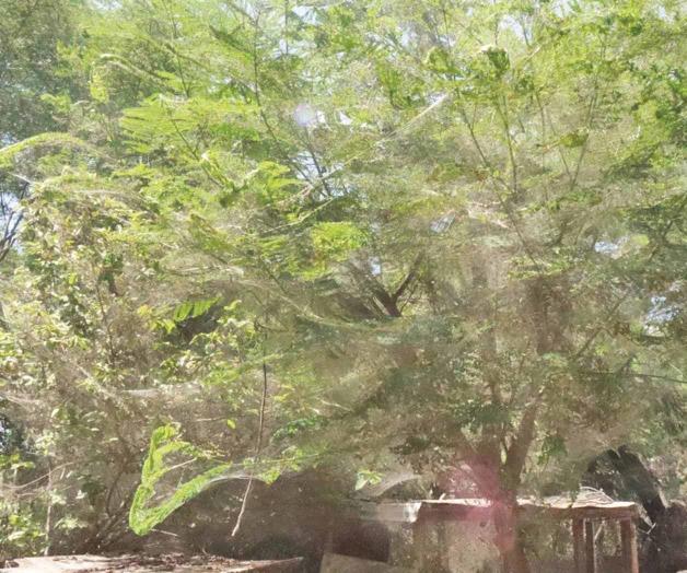 Invaden arañas y tejen sus redes en los portones Invaden arañas y tejen sus redes en los portones