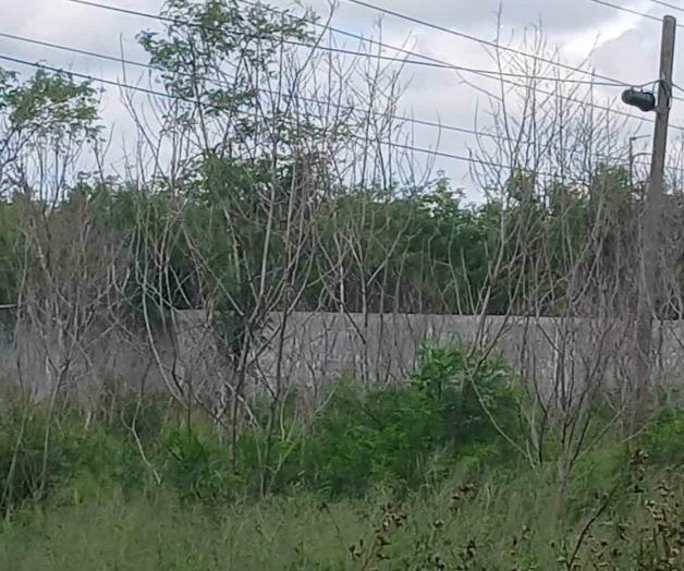 Denuncian vecinos el abandono de solares Denuncian vecinos el abandono de solares