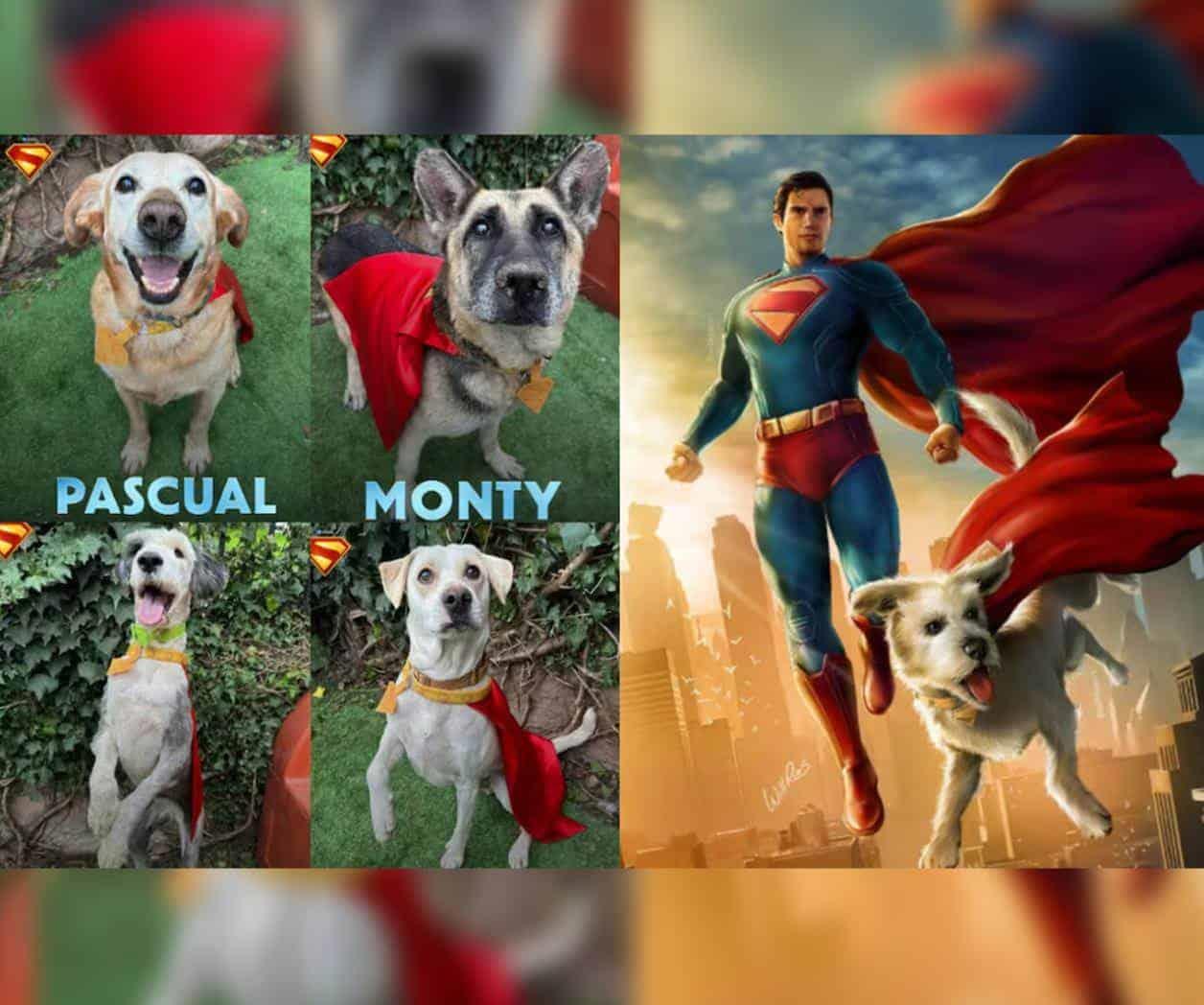 Warner Bros lanza colaboración para promover adopción de mascotas