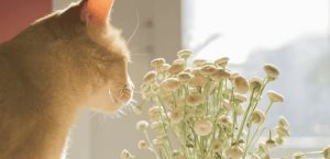 ¿Qué flores son tóxicas para tu gato?