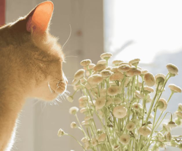 ¿Qué flores son tóxicas para tu gato? ¿Qué flores son tóxicas para tu gato?