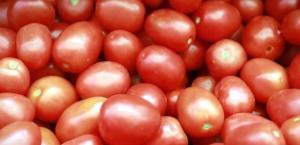 Productores de tomate en Sinaloa temen por impacto del arancel