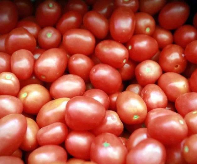 Productores de tomate en Sinaloa temen por impacto del arancel