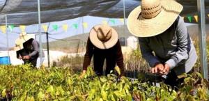 Deportaciones de Trump amenazan 5.9 millones de empleos en EE. UU.
