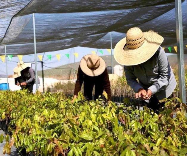 Deportaciones de Trump amenazan 5.9 millones de empleos en EE. UU.