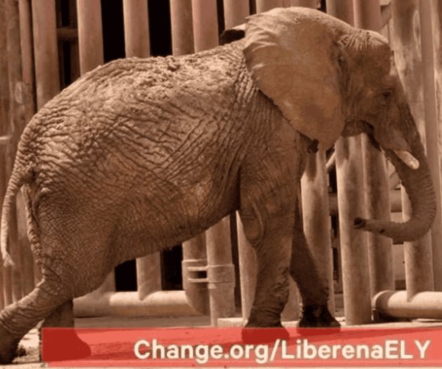Activistas exigen que trasladen a la elefanta Ely a un santuario