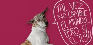 Celebra el Día Internacional del Perro adoptando uno
