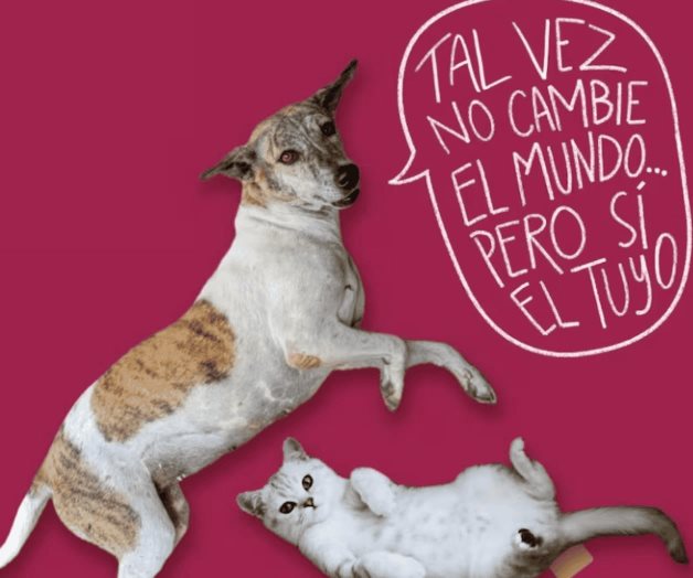 Celebra el Día Internacional del Perro adoptando uno Celebra el Día Internacional del Perro adoptando uno