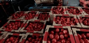 Acusan SE y Sader decisión política en jitomate