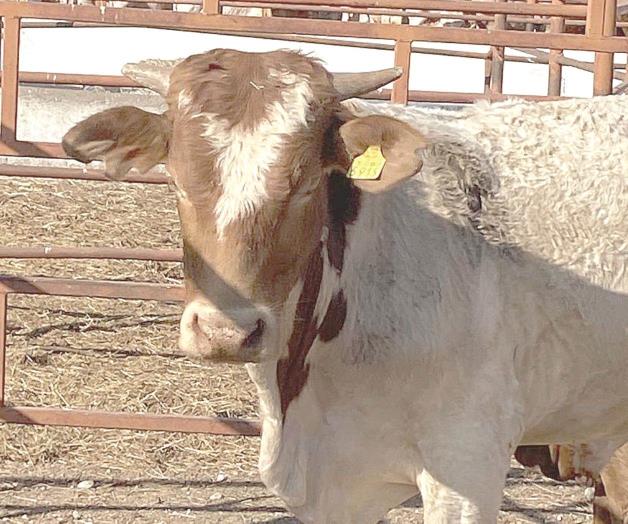 Pierden los ganaderos 6 mil millones de pesos Pierden los ganaderos 6 mil millones de pesos