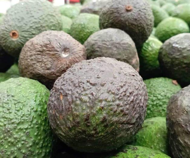 Al fin baja el precio del kilo de aguacate