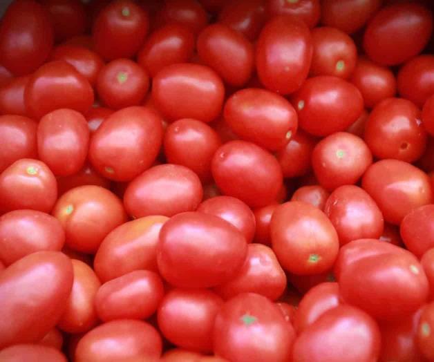 Buscan nuevos mercados ante arancel al tomate Buscan nuevos mercados ante arancel al tomate