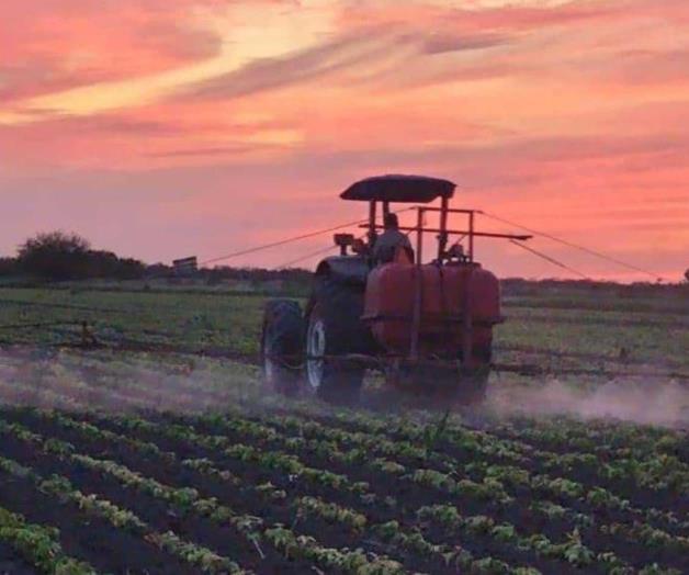 Quedarían sin sembrar 500 mil hectáreas en Tamaulipas