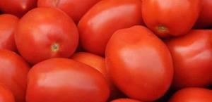 Tomateros de Florida presionan por arancel en comercio