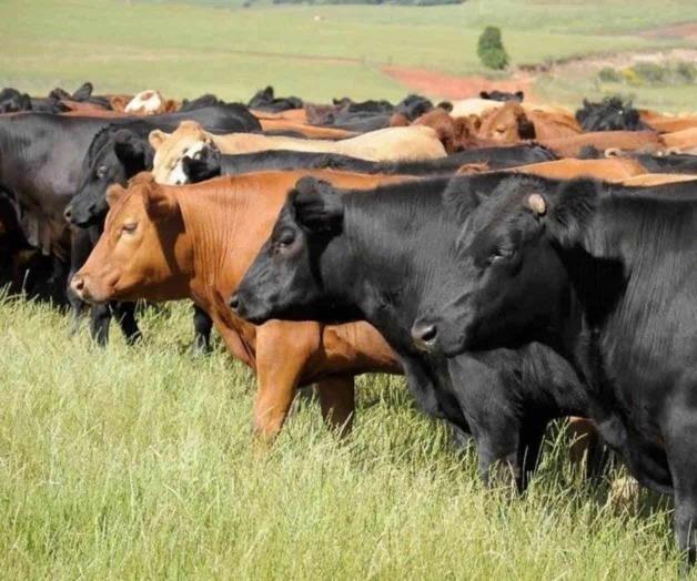 Eleva precios por falta de ganado irregular