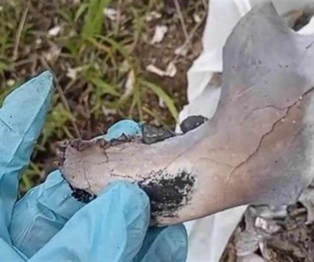 Guerreros Buscadores encuentran restos calcinados en Ahualulco