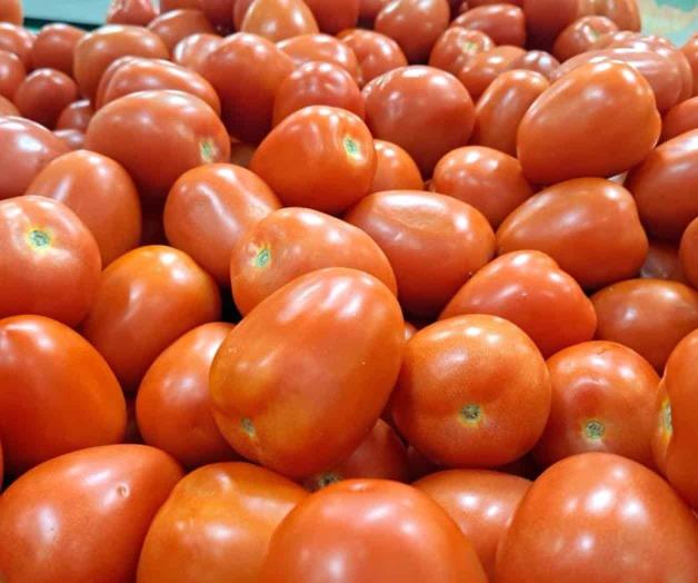 Pagarán arancel al tomate los consumidores en EU Pagarán arancel al tomate los consumidores en EU