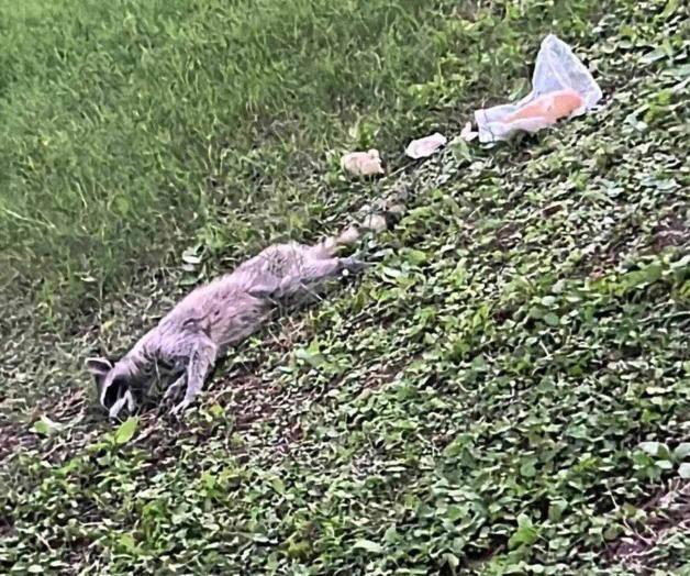 Lamentan la muerte  violenta de mapache