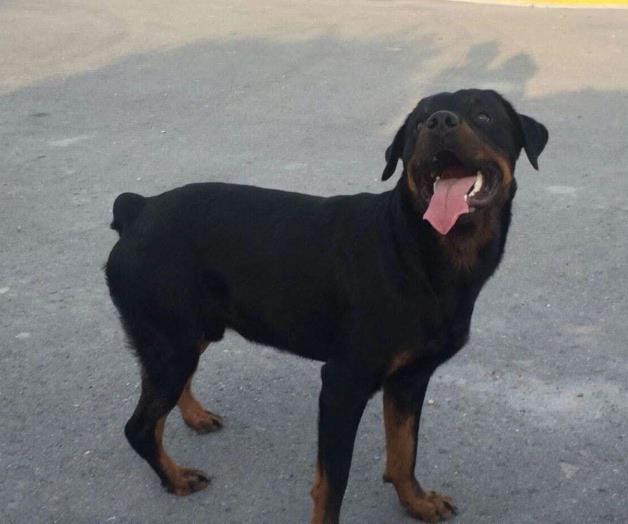 Por seguridad optan por perros en talleres