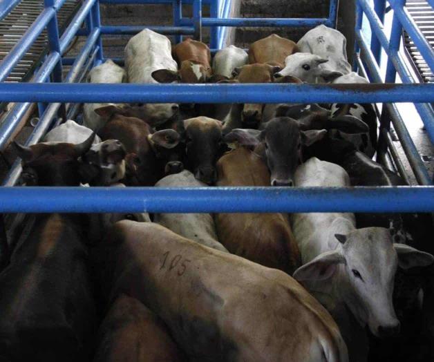 Anticipan caída de 60% en exportaciones ganaderas