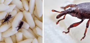 Los gorgojos, el insecto que afecta patrimonio de Hungría