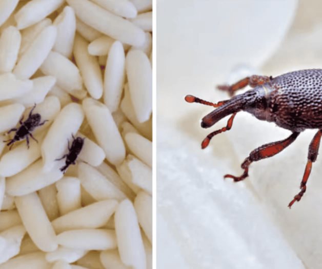 Los gorgojos, el insecto que afecta patrimonio de Hungría Los gorgojos, el insecto que afecta patrimonio de Hungría