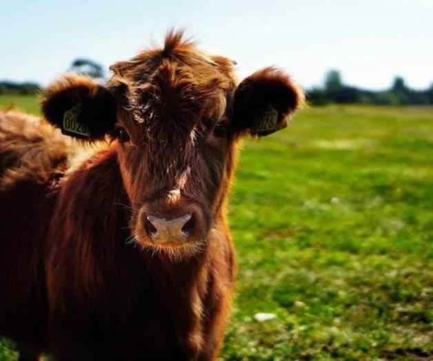 CNOG solicita cierre de frontera por plaga del gusano barrenador