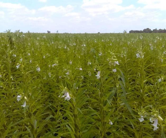 Sorgo, en el olvido