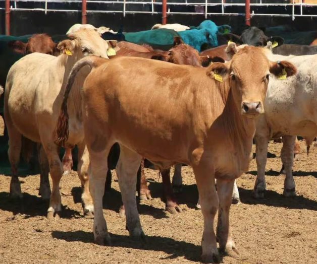 Empresa SuKarne acepta no importar ganado de Nicaragua a Durango