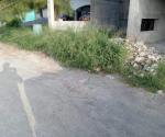 Proliferan los zancudos