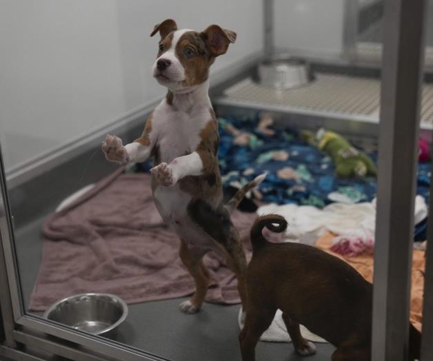 Llegan a Chicago los canes rescatados en inundaciones Llegan a Chicago los canes rescatados en inundaciones