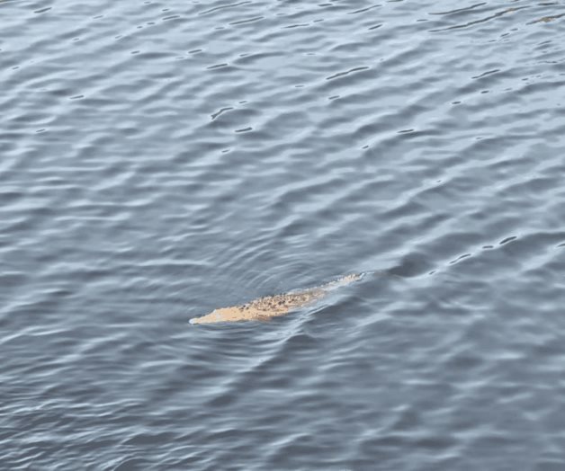Adolescente cae de un puente y es devorado por cocodrilos Adolescente cae de un puente y es devorado por cocodrilos