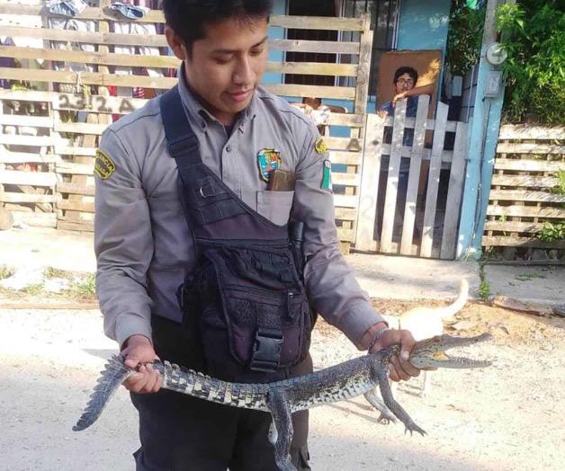 A tope captura de cocodrilos A tope captura de cocodrilos