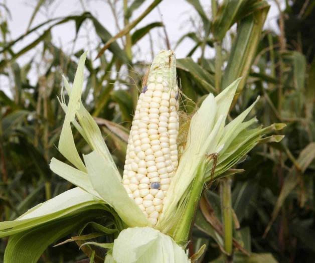 Aumenta por sequ&iacute;a importaci&oacute;n de ma&iacute;z