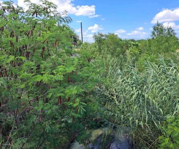 Invade maleza dren en El Olmo Invade maleza dren en El Olmo