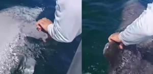 Hallan a delfín muerto cerca de Progreso, Yucatán