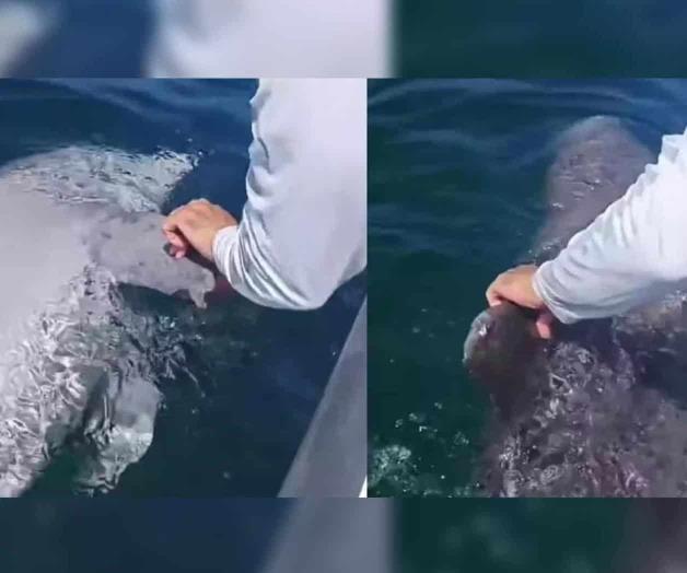 Hallan a delfín muerto cerca de Progreso, Yucatán