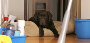 ¿Orina de perro y gato en casa?; así puedes limpiarla