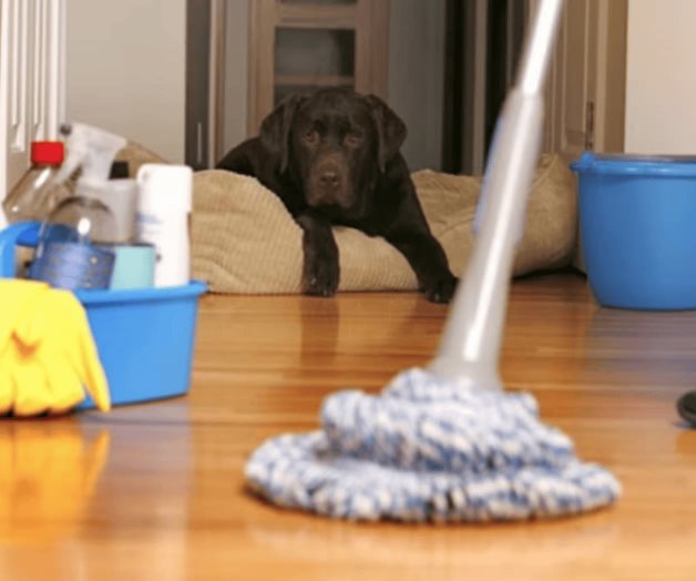 ¿Orina de perro y gato en casa?; así puedes limpiarla ¿Orina de perro y gato en casa?; así puedes limpiarla