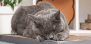 ¿Por qué los gatos arañan muebles?