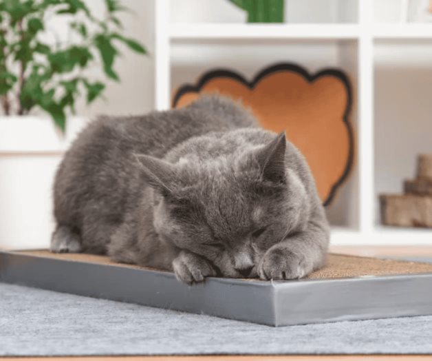 ¿Por qué los gatos arañan muebles? ¿Por qué los gatos arañan muebles?
