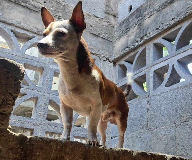 Pasa desapercibido Día Mundial del Perro Pasa desapercibido Día Mundial del Perro
