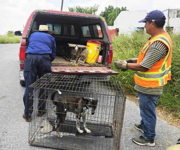 Atienden a  mascotas de la calle