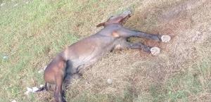 Denuncian abandono y maltrato de caballo en Nuevo Progreso