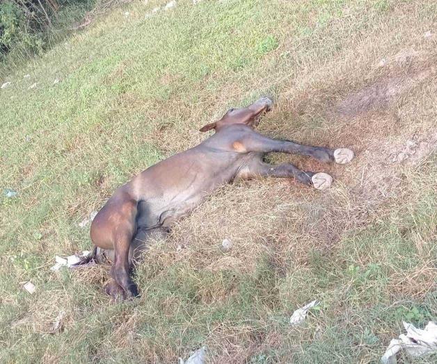 Denuncian abandono y maltrato de caballo en Nuevo Progreso Denuncian abandono y maltrato de caballo en Nuevo Progreso