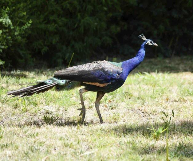 Decenas de pavorreales  desaparecen de un hotel